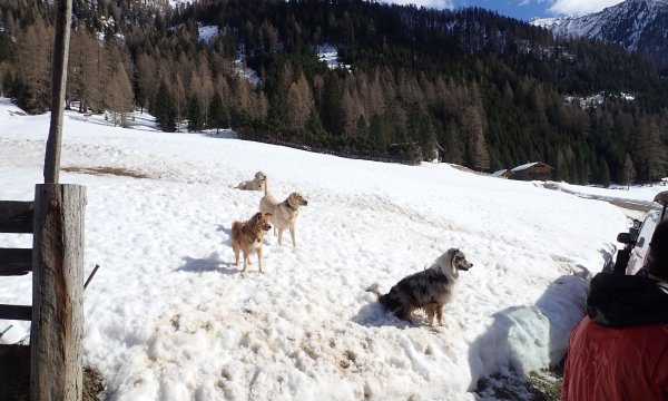 02.03.2019: Winkeltal Lawinenübung